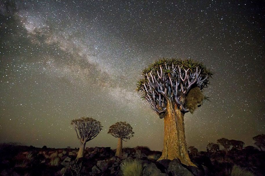 Älteste-Bäume-Fotografie-Sternenlicht-Diamant-Nächte-Beth-Mond-12