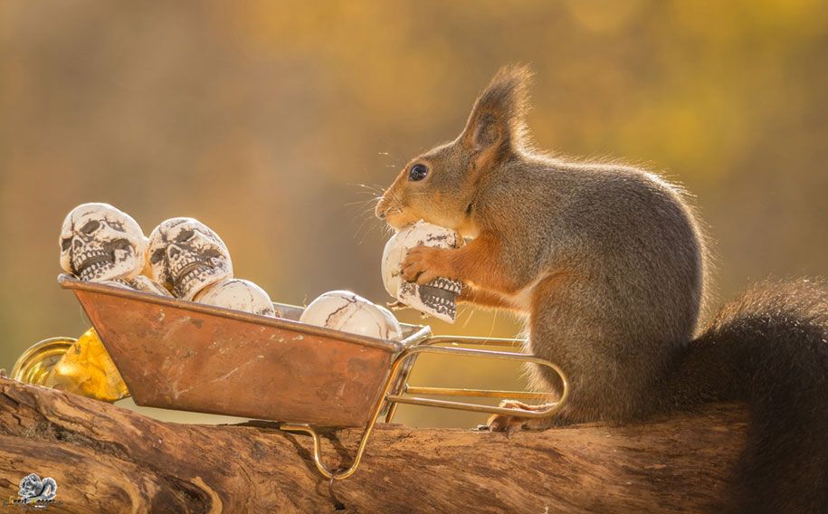 natuur-dier-fotografie-achtertuin-eekhoorns-geert-weggen-13