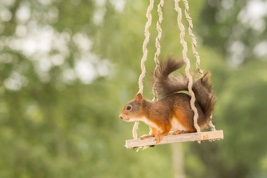 príroda-zviera-fotografia-dvor-veveričky-geert-weggen-6