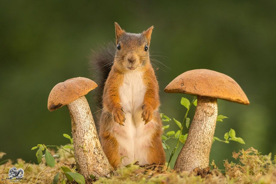 príroda-zviera-fotografia-dvor-veveričky-geert-weggen-12
