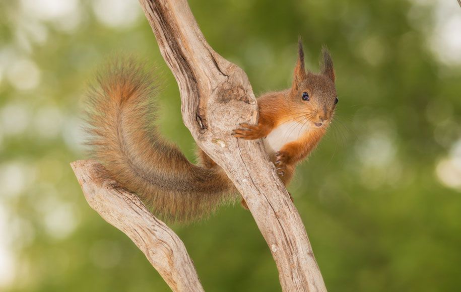príroda-zviera-fotografia-dvor-veveričky-geert-weggen-4
