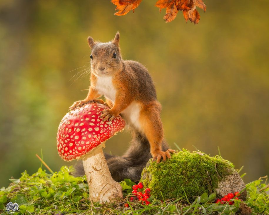narava-žival-fotografija-dvorišče-veverice-geert-weggen-8