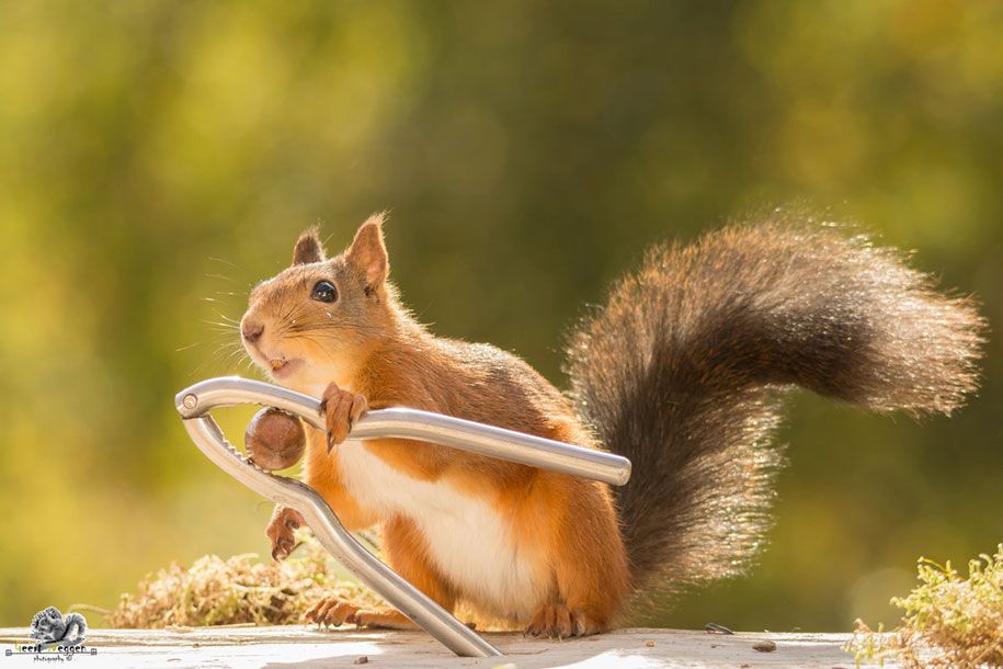 príroda-zviera-fotografia-dvor-veveričky-geert-weggen-10