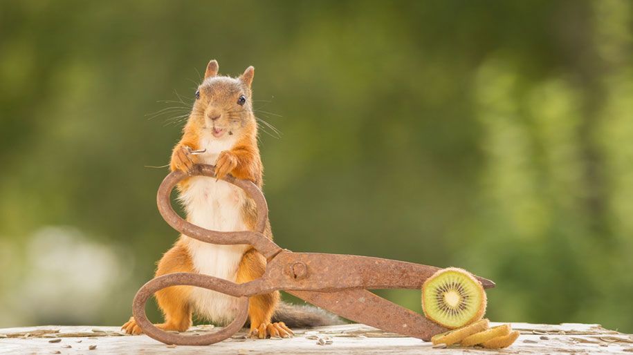 narava-žival-fotografija-dvorišče-veverice-geert-weggen-3