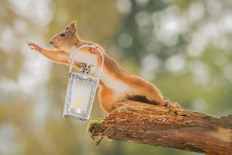 natuur-dieren-fotografie-achtertuin-eekhoorns-geert-weggen-1