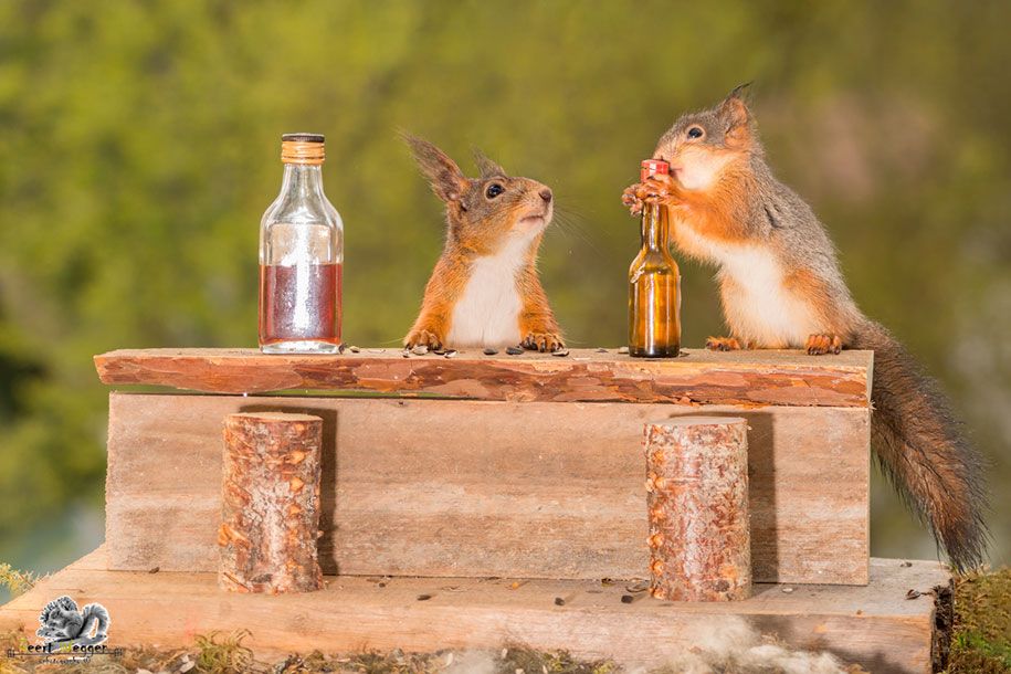 príroda-zviera-fotografia-dvor-veveričky-geert-weggen-15
