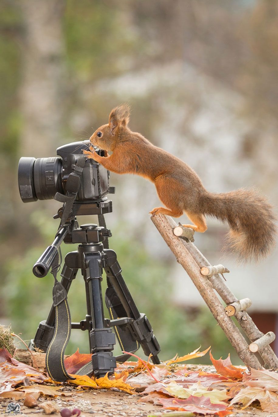 gamtos-gyvūnų fotografija-kiemo-voverės-geert-weggen-18