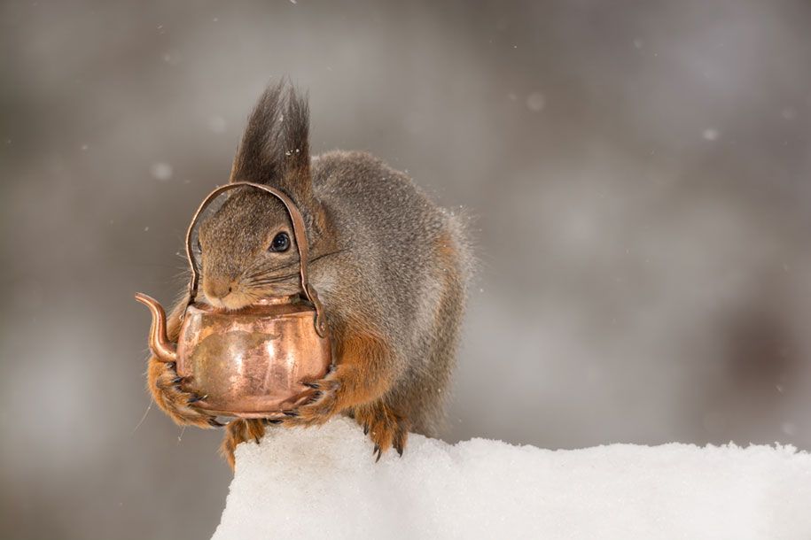 natuur-dier-fotografie-achtertuin-eekhoorns-geert-weggen-11