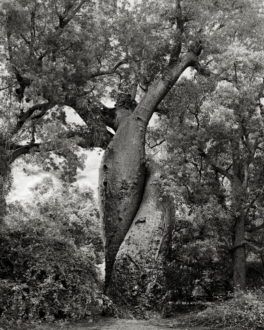 alte-bäume-porträts-der-zeit-natur-fotografie-beth-mond-13