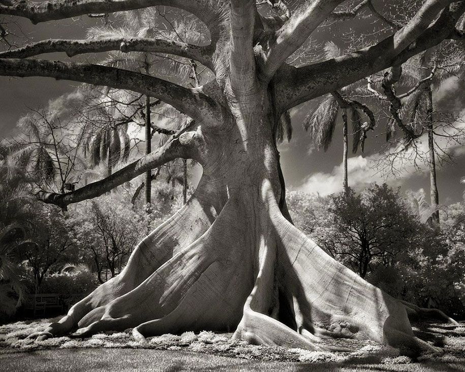 alte-bäume-porträts-der-zeit-natur-fotografie-beth-mond-2