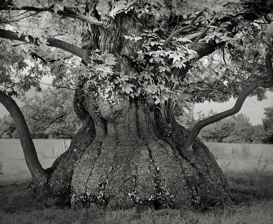 alte-bäume-porträts-der-zeit-natur-fotografie-beth-mond-20