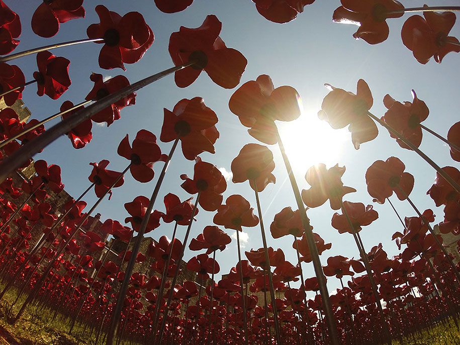 ceramic-poppies-installation-first-world-war-london-tower-10