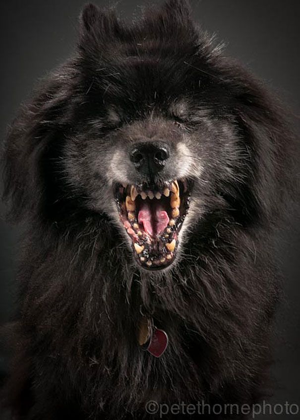старая-верная-старая-собака-портрет-фотография-Пит-Торн-17