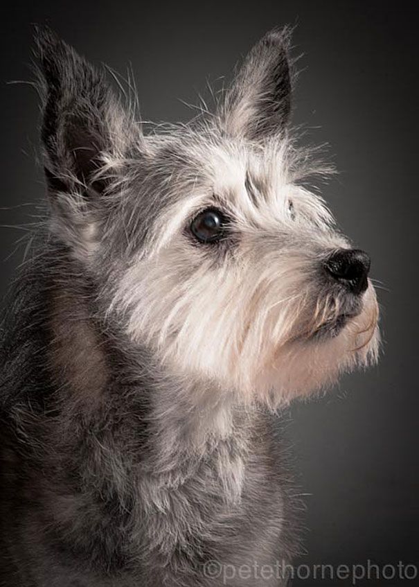 старая-верная-старая-собака-портрет-фотография-Пит-Торн-8