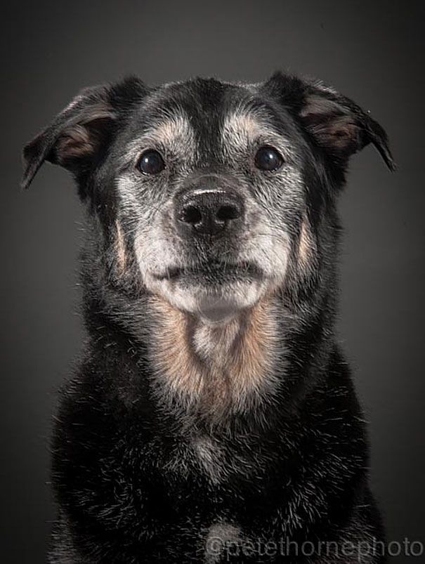 старая-верная-старая-собака-портрет-фотография-Пит-Торн-9