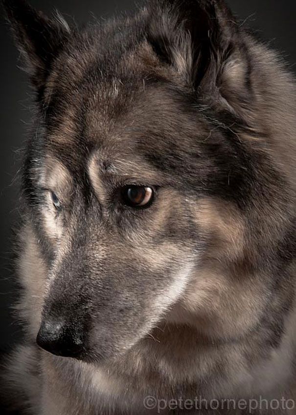 старая-верная-старая-собака-портрет-фотография-Пит-Торн-14