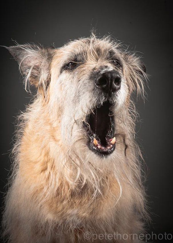 старая-верная-старая-собака-портрет-фотография-Пит-Торн-13