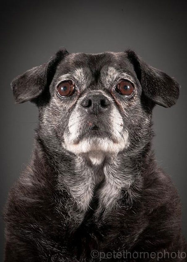 старая-верная-старая-собака-портрет-фотография-Пит-Торн-15