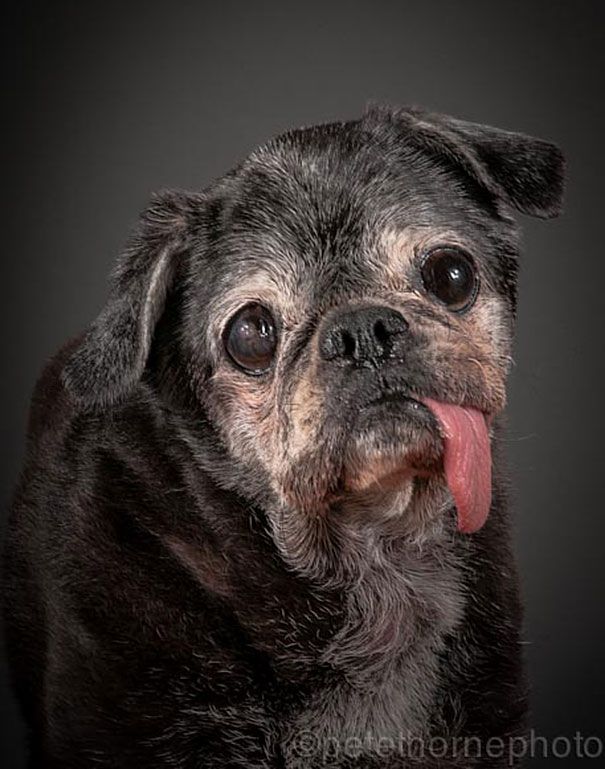 старая-верная-старая-собака-портрет-фотография-Пит-Торн-10