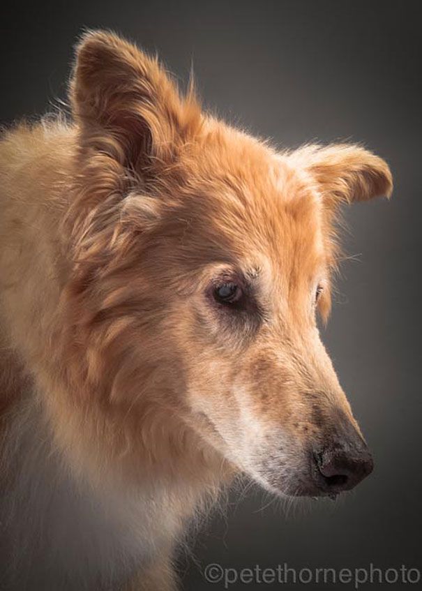 старая-верная-старая-собака-портретная фотография-Пит-Торн-12