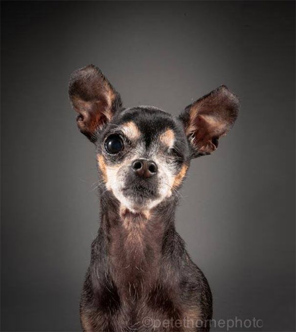 старая-верная-старая-собака-портрет-фотография-Пит-Торн-1