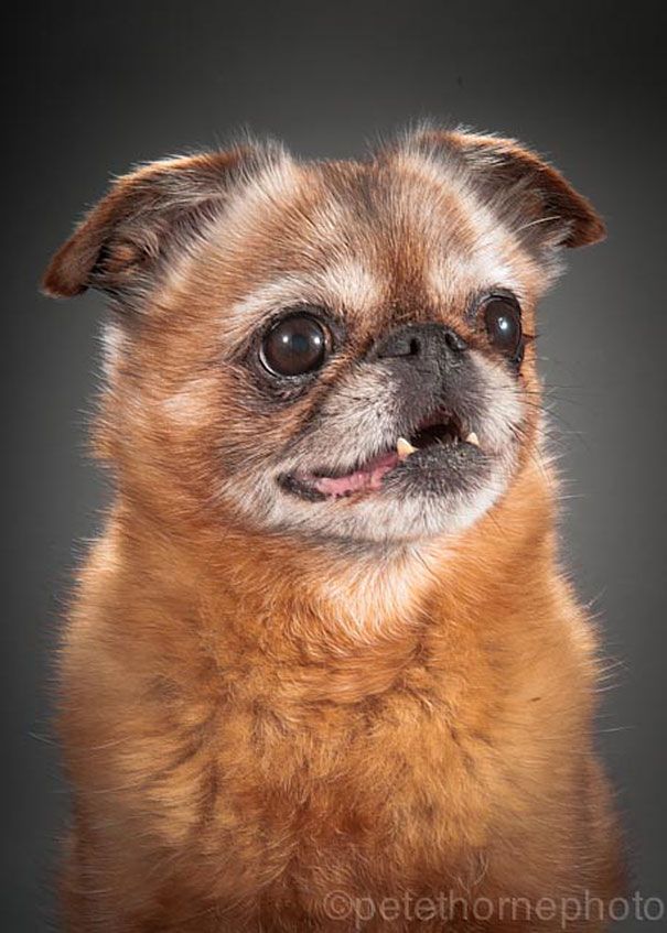 старая-верная-старая-собака-портрет-фотография-Пит-Торн-4