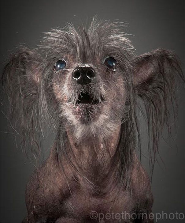 старая-верная-старая-собака-портрет-фотография-Пит-Торн-5