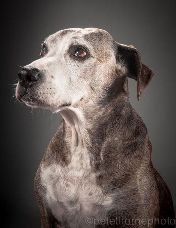 старая-верная-старая-собака-портрет-фотография-Пит-Торн-6