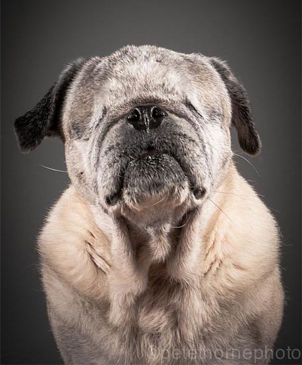 старая-верная-старая-собака-портрет-фотография-Пит-Торн-7