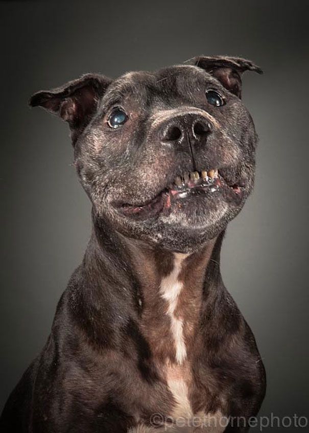 старая-верная-старая-собака-портрет-фотография-Пит-Торн-11