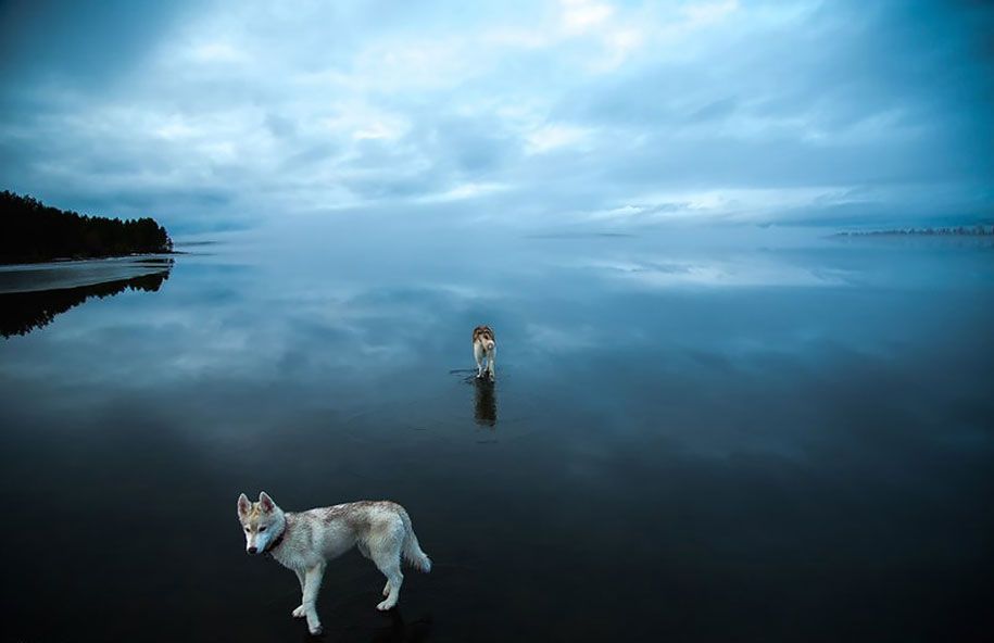 Fotografie-Hunde-Siberian-Husky-gefroren-See-Fuchs-Grom-3
