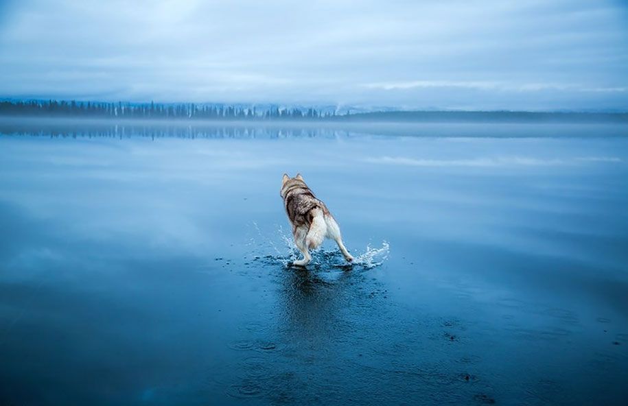 Fotografie-Hunde-Siberian-Husky-gefroren-See-Fuchs-Grom-1