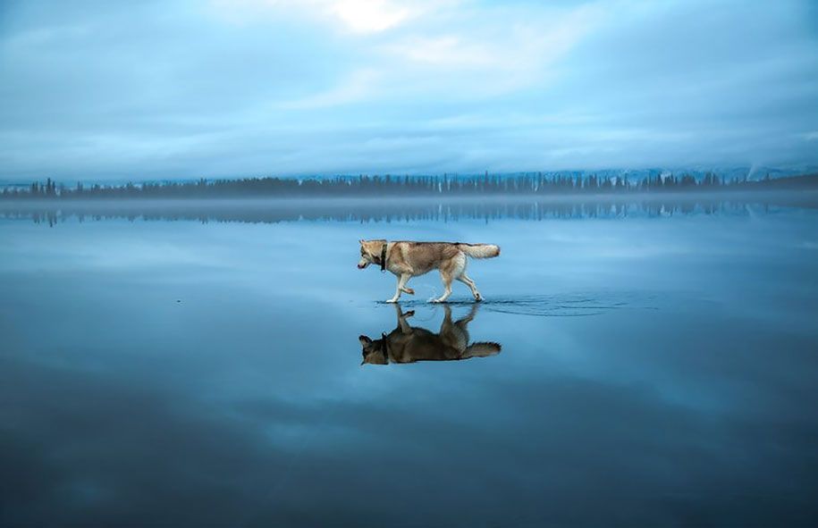Fotografie-Hunde-Siberian-Husky-gefroren-See-Fuchs-Grom-14