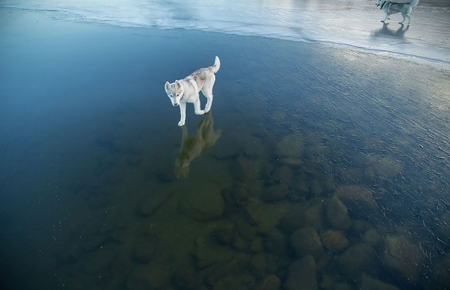 Fotografie-Hunde-Siberian-Husky-gefroren-See-Fuchs-Grom-13