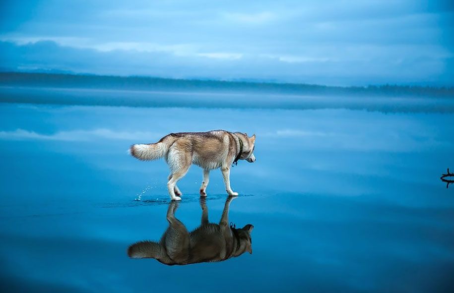 Fotografie-Hunde-Siberian-Husky-gefroren-See-Fuchs-Grom-10
