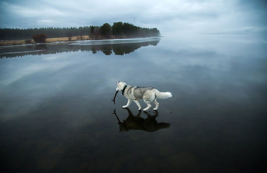 Fotografie-Hunde-Siberian-Husky-gefroren-See-Fuchs-Grom-7