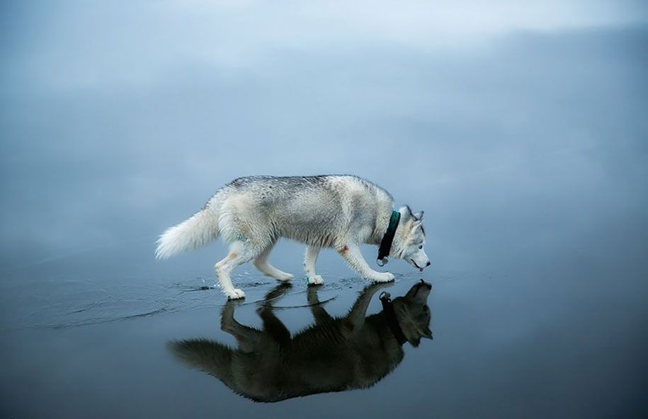Fotografie-Hunde-Siberian-Husky-gefroren-See-Fuchs-Grom-6