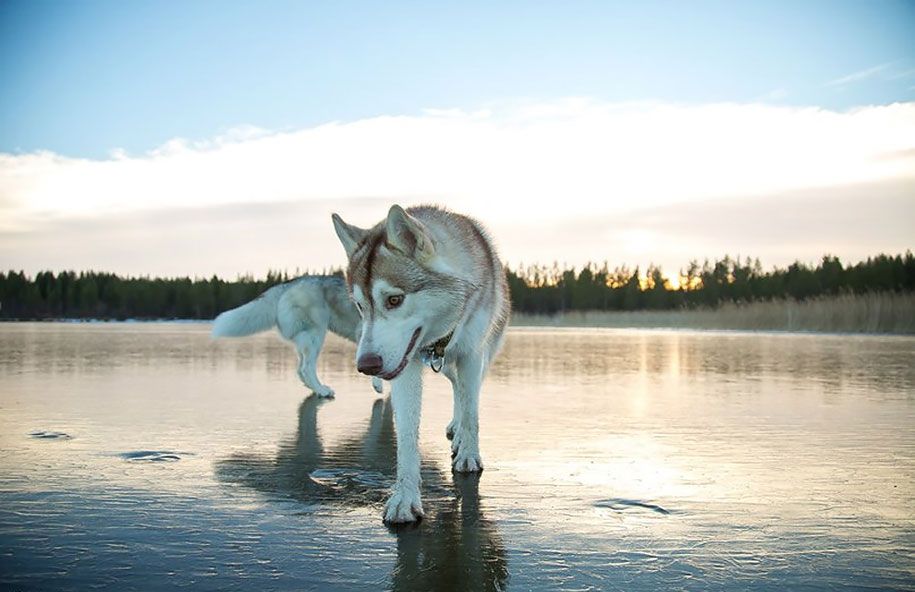 Fotografie-Hunde-Siberian-Husky-gefroren-See-Fuchs-Grom-9
