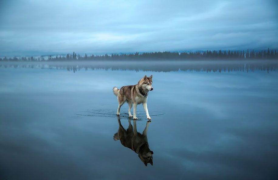 Fotografie-Hunde-Siberian-Husky-gefroren-See-Fuchs-Grom-12