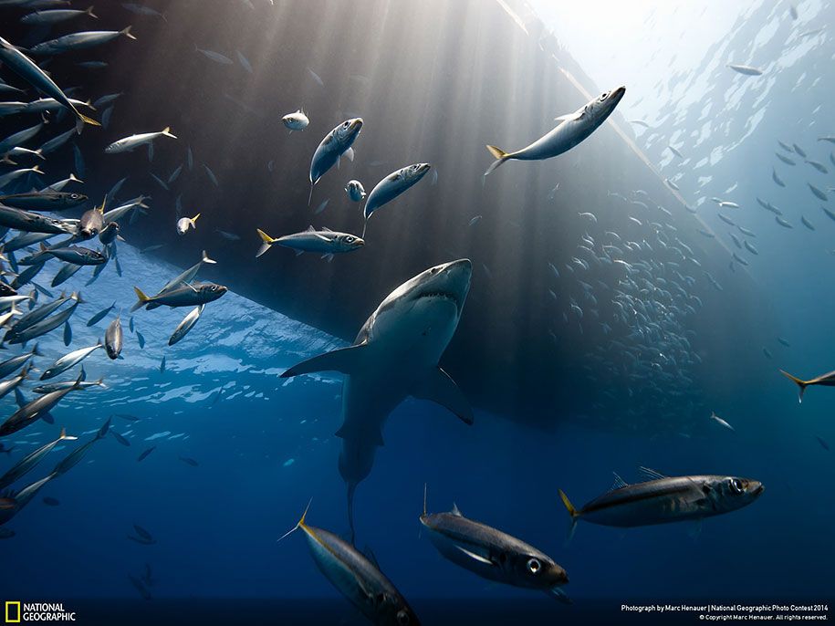 National-Geographic-Photo-Contest-2014-Einträge-9