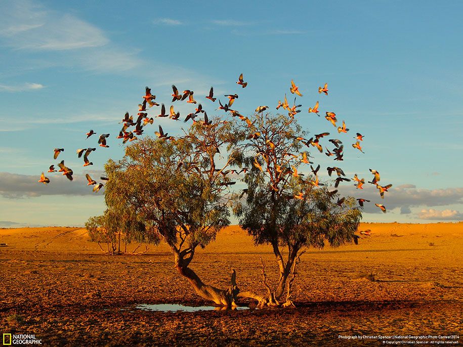 National-Geographic-konkurs-fotograficzny-2014-zgłoszenia-20