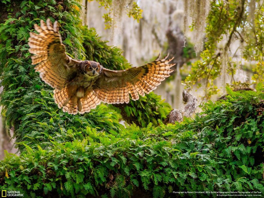 2016-National Geographic-Nature-Photoer-of-the-year-finalists-1