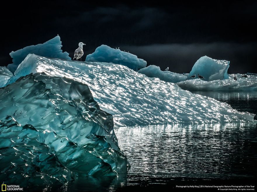2016-national-geographic-nature-photographer-of-the-year-finalists-8