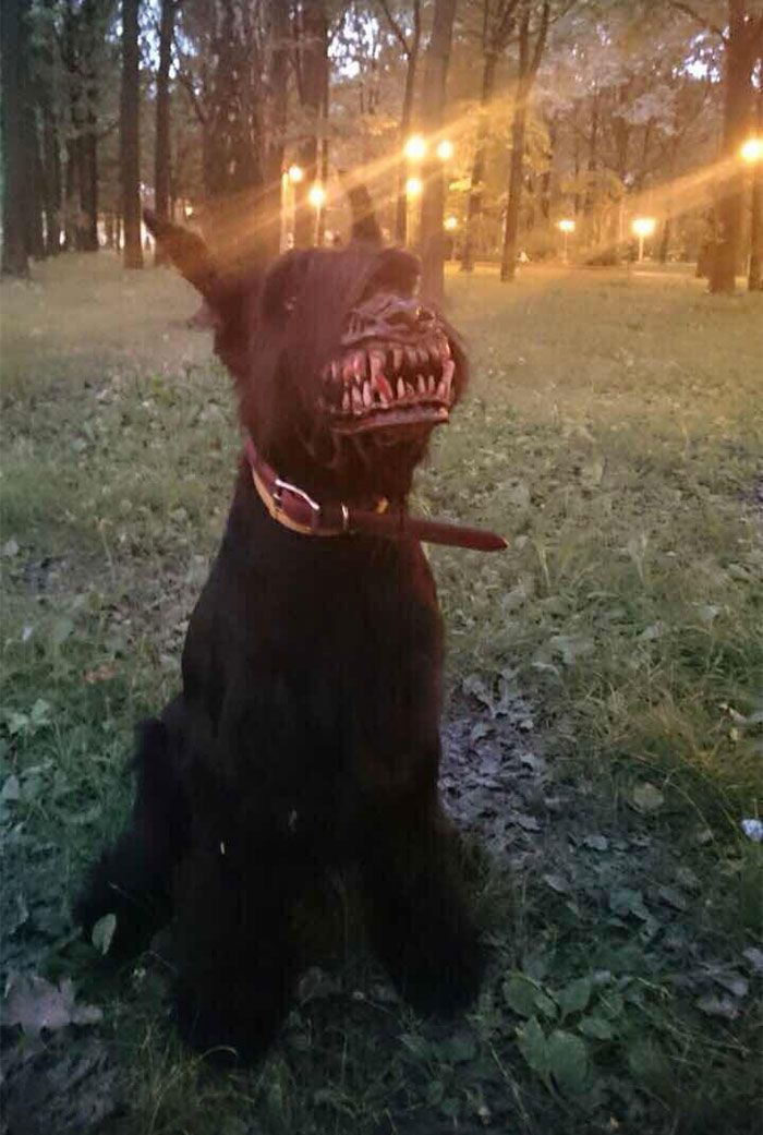 ijesztő kutya-pofa-vérfarkas-zveryatam-orosz-4