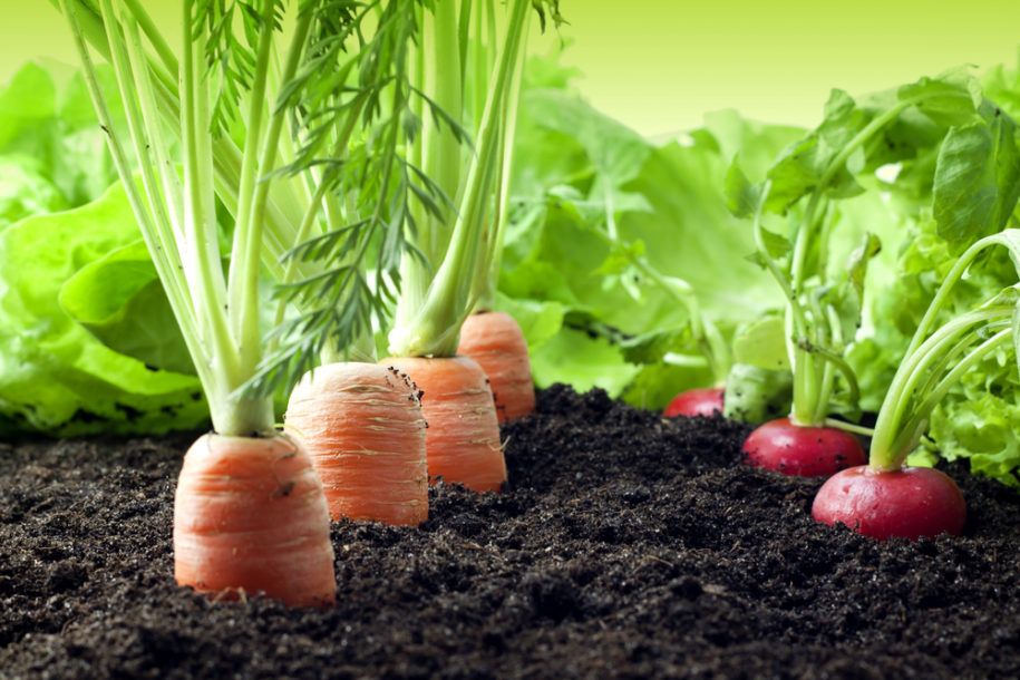 Plante økologiske grønnsaker i hagen din