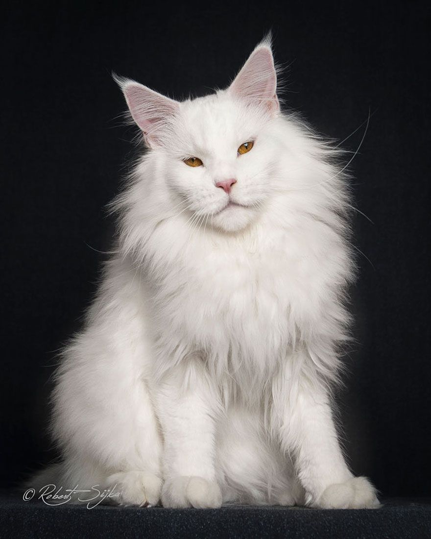 самый большой-мейн-кун-кошка-фотография-Роберт-Сийка-14