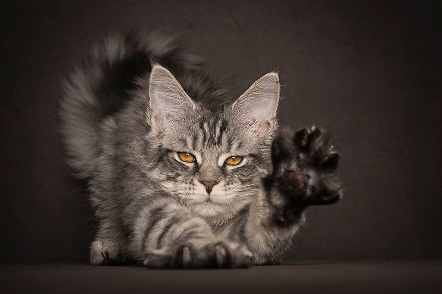 самый большой-мейн-кун-кошка-фотография-Роберт-Сийка-7