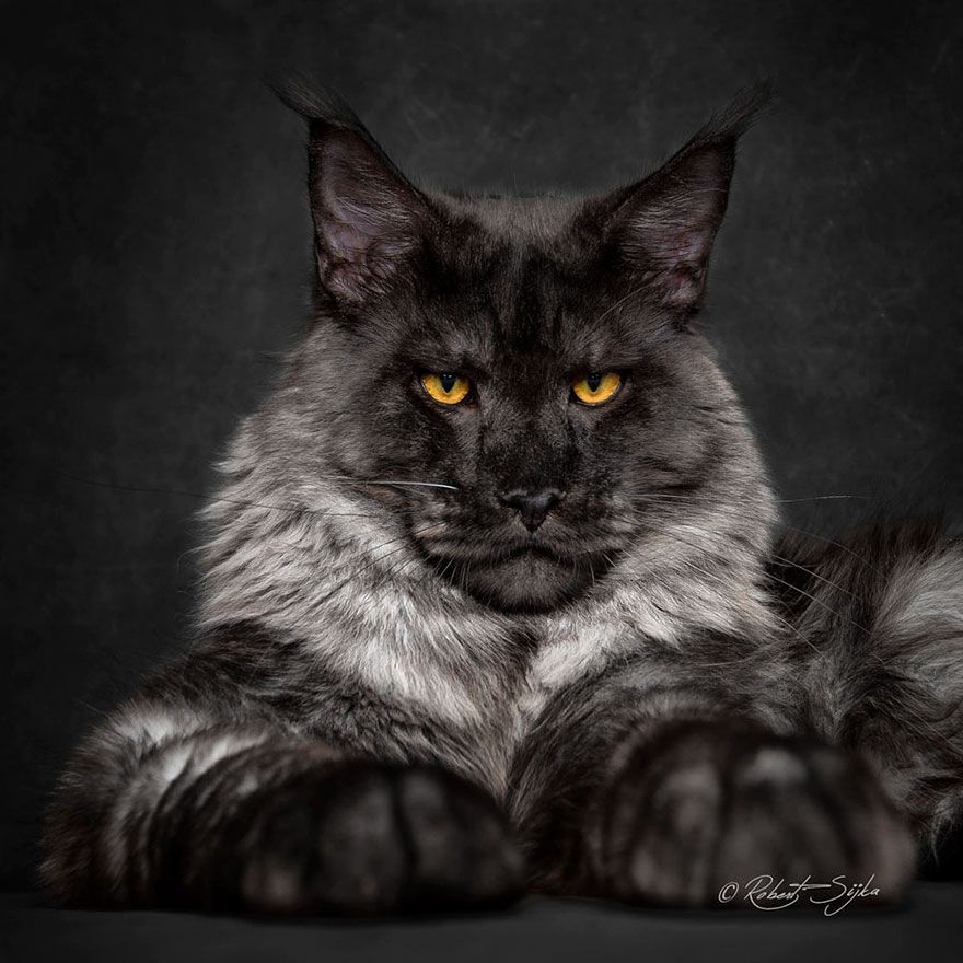 самый большой-мейн-кун-кошка-фотография-Роберт-Сийка-13