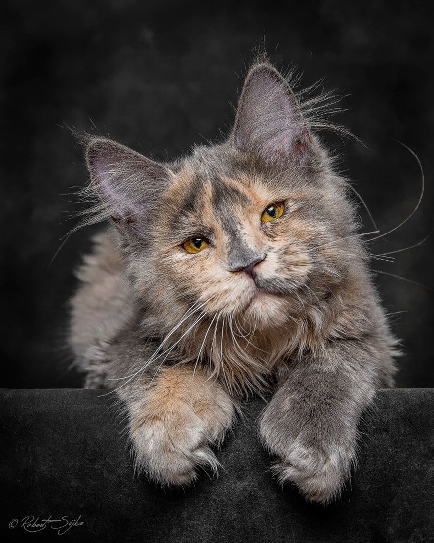 самый большой-мейн-кун-кошка-фотография-Роберт-Сийка-3