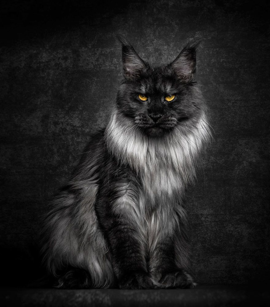 самый большой-мейн-кун-кошка-фотография-Роберт-Сийка-2